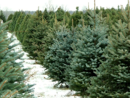 Christmas-Tree-Farm
